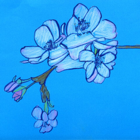 小杉富士夫「桜」