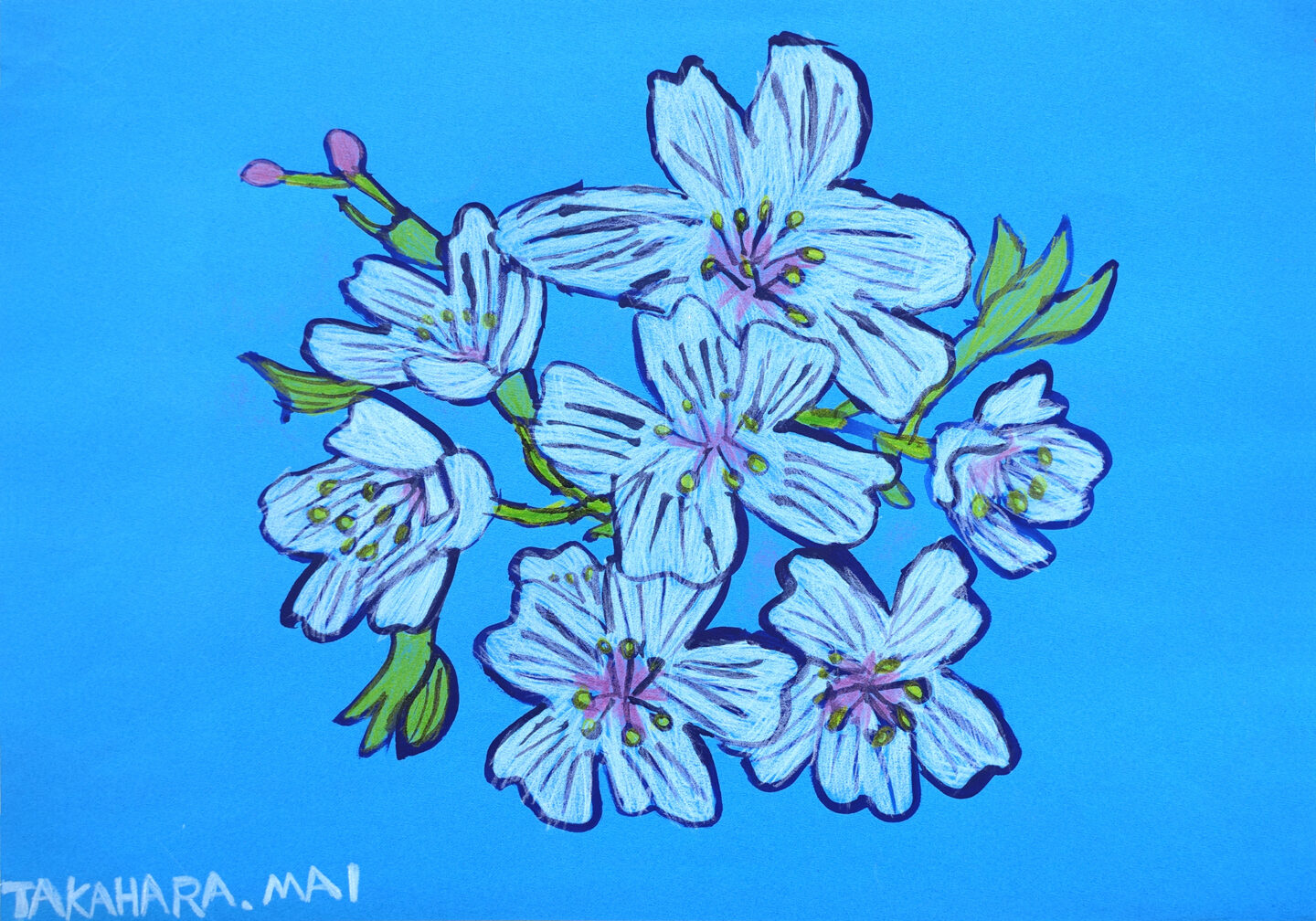 高原麻衣「桜」