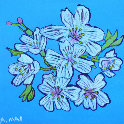 高原麻衣「桜」