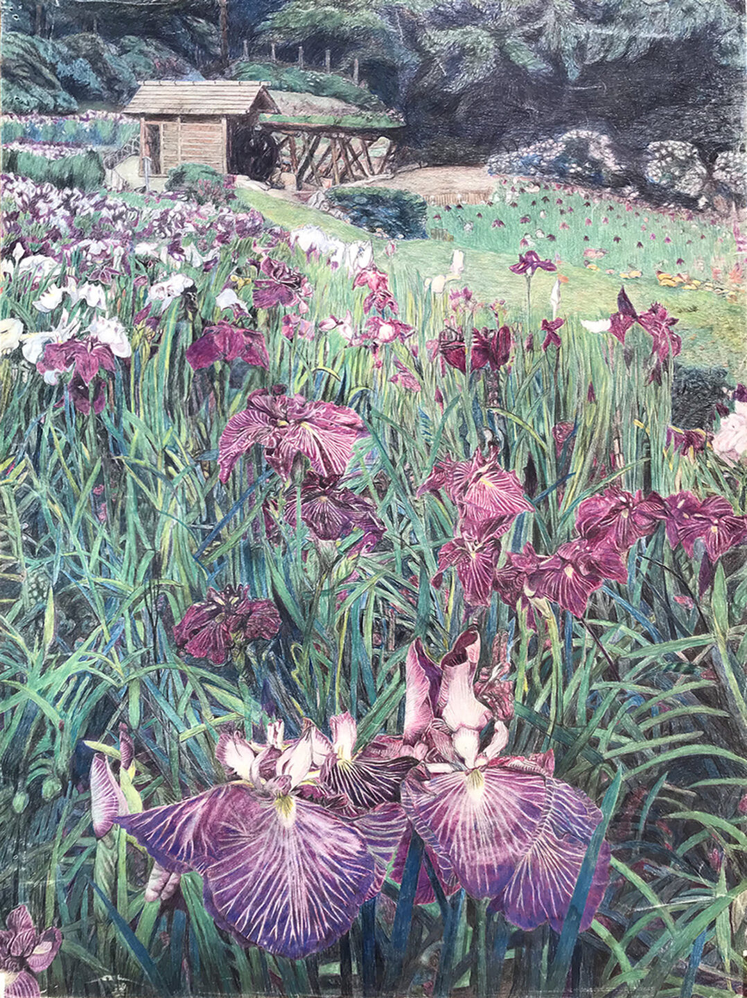 田代源一郎「菖蒲」