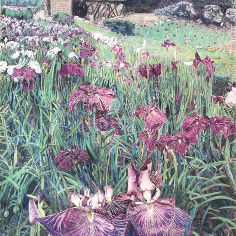 田代源一郎「菖蒲」