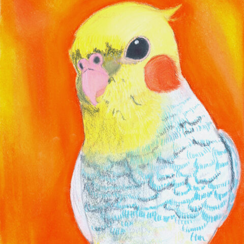 櫻井陽菜「オカメインコ」