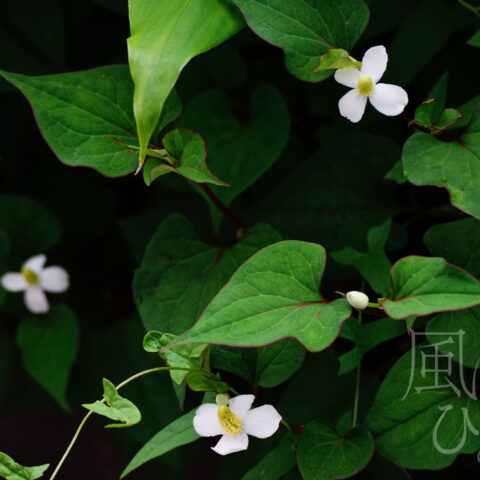 山田 哲也「無題」