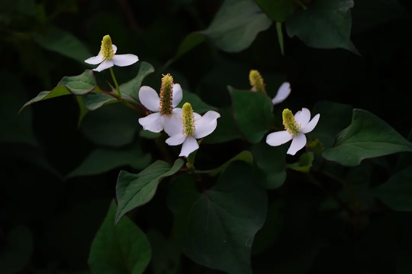 山田 哲也「ドクダミの3つの花」