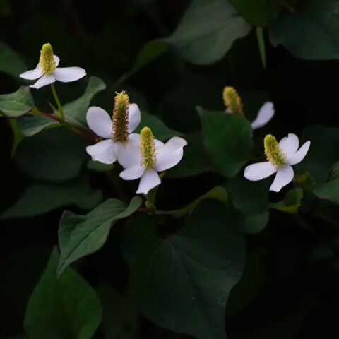 山田 哲也「ドクダミの3つの花」