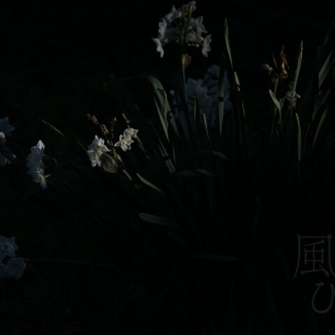 山田 哲也「夕方の木漏れ日の中の水仙」