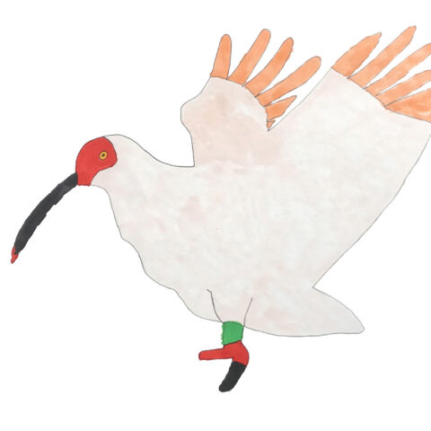 土屋瑠偉「こうのとり」