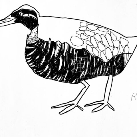 伊藤 諒「ヤンバルクイナ」