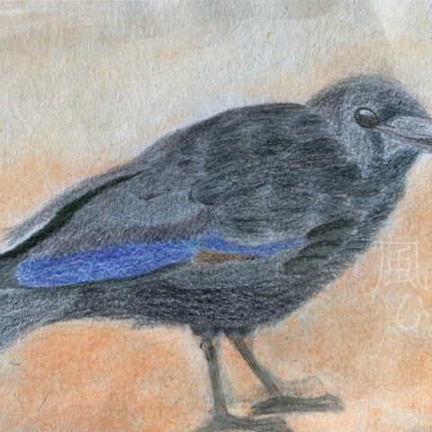 片山 八雲「ハシボソカラス」