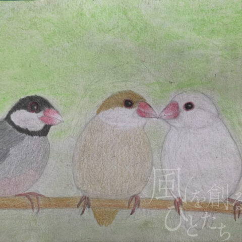 片山 八雲「ノーマル文鳥、シナモン文鳥、白文鳥」