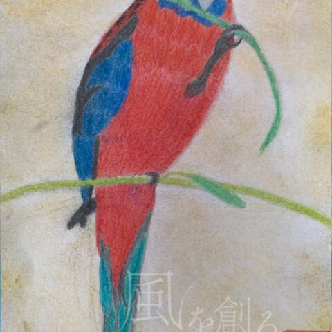 片山 八雲「アカクサインコ」