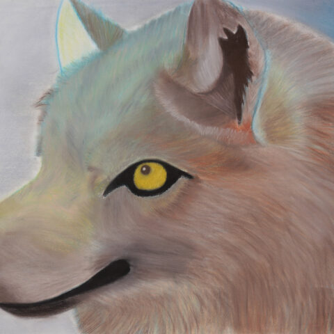 望月 絵利果「オオカミ」