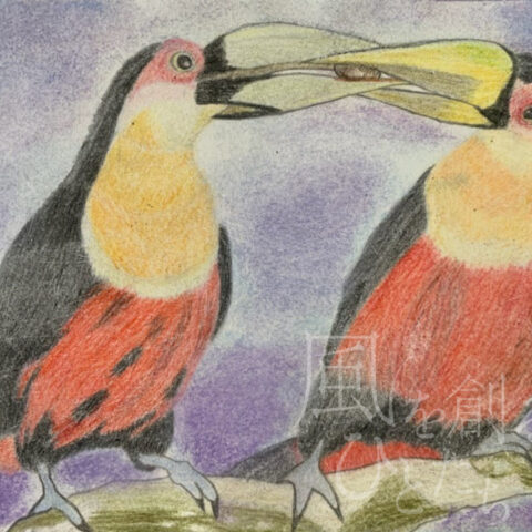 片山 八雲「木の実の取り合いしている アオハシヒムネオオハシ」