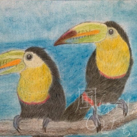 片山 八雲「真夏の サンショクヒムネオオハシ」