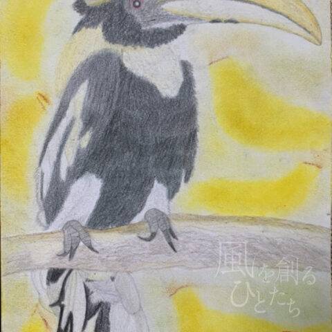 片山八雲「オオサイチョウさんの頭はバナナかな？」