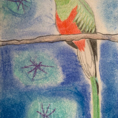 片山 八雲「ケツァール」