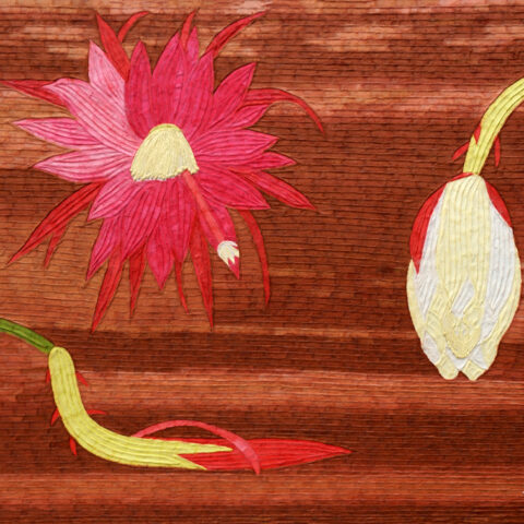 安間佐恵「孔雀サボテン」