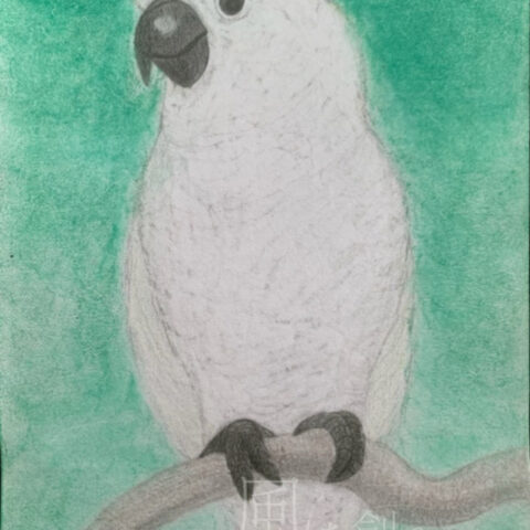 片山 八雲「森の中のキバタン」