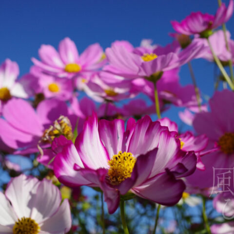 小松 アツヒト「秋桜」
