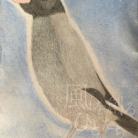 片山 八雲「クロフクメン桜文鳥」