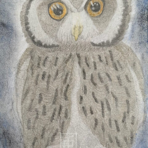 片山 八雲「アフリカオオコノハズク」