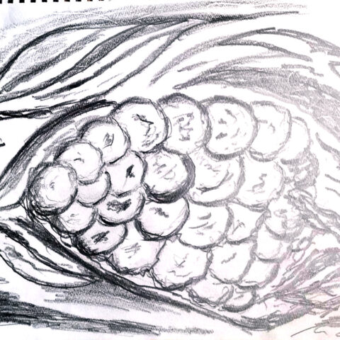 陶山 昌和「産まれたての、果実 　11」