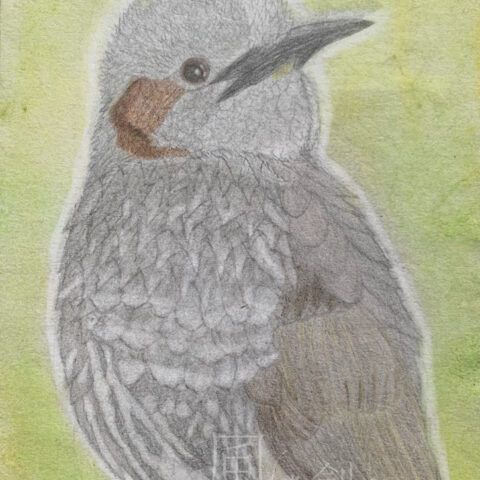 片山 八雲「ヒヨドリ」