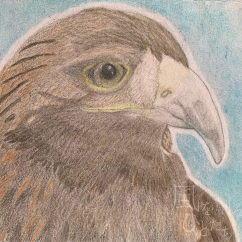 片山 八雲「イヌワシ」