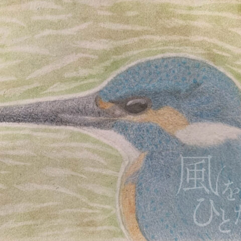 片山 八雲「カワセミ」