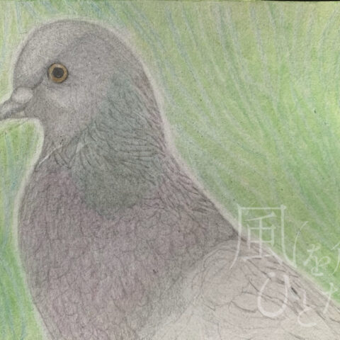 片山 八雲「カワラバト」