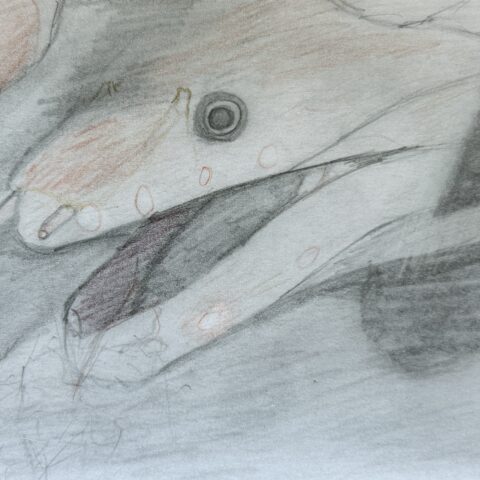 芹澤 倭麻「ヘリシロウツボ」