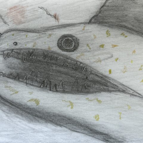 芹澤 倭麻「コケウツボ」