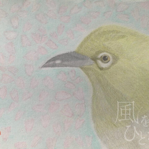 片山 八雲「メジロ」