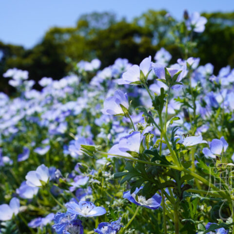小松 アツヒト「ネモフィラ」