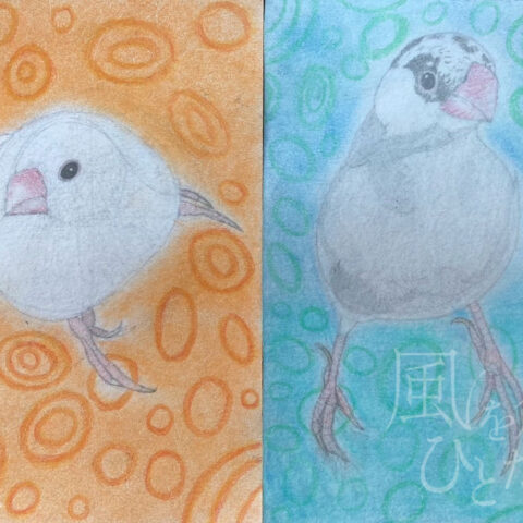 片山 八雲「家で飼っている白文鳥と桜文鳥」