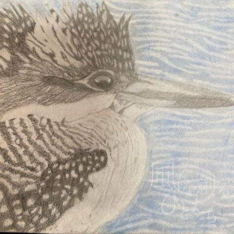 片山 八雲「ヤマセミ」