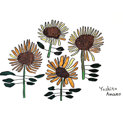 天野嘉人「向日葵」