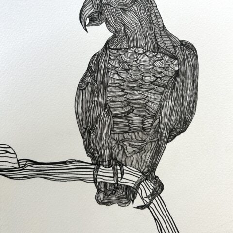 田中 拓実「ヨウム」