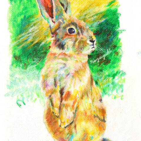 Kazuyuki「野うさぎ」