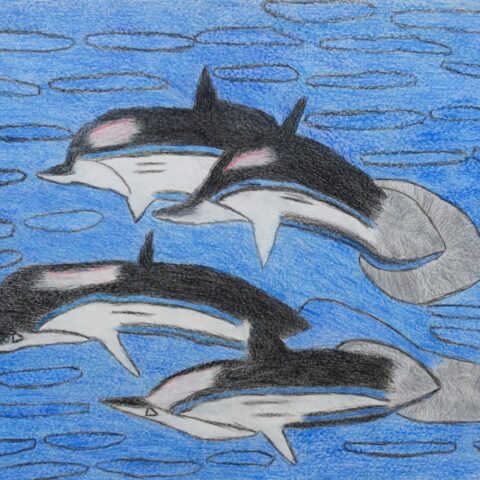 坂田 仁「シャチの家族」