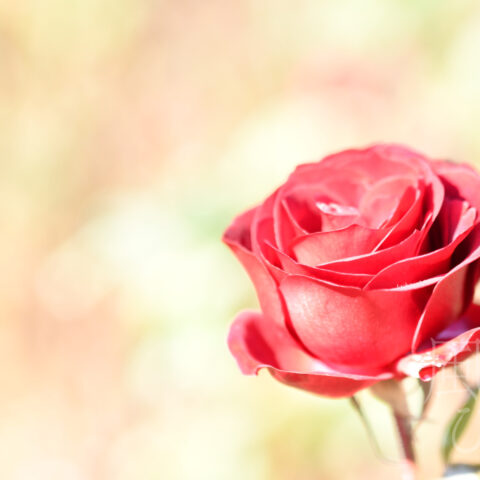 オオイシ ヤスト「あなたに」