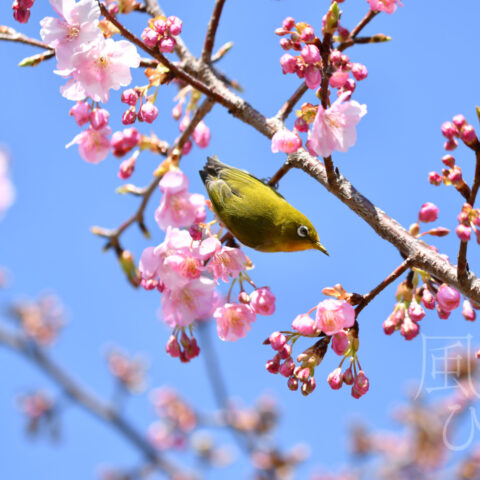 オオイシ ヤスト「息遣い」