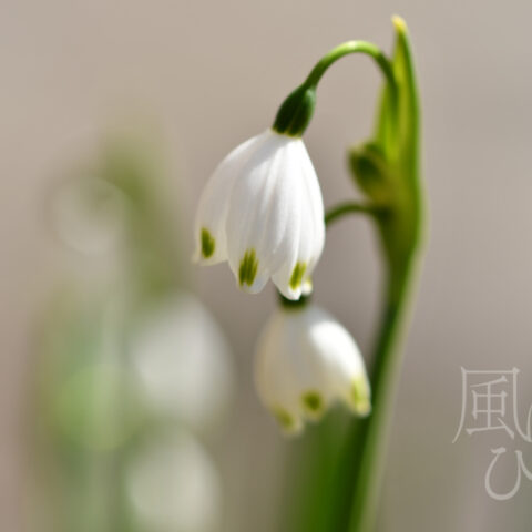 オオイシ ヤスト「ポップに踊って」