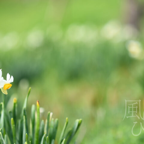 オオイシ ヤスト