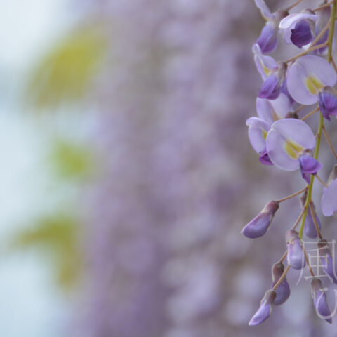 オオイシ ヤスト「垂れるほど」