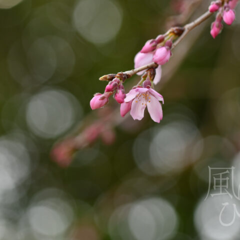 オオイシ ヤスト「春福来報」