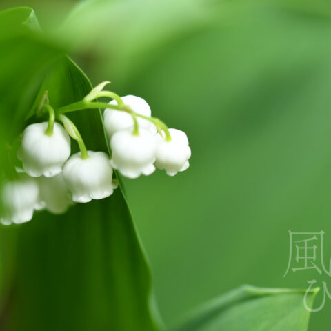 オオイシ ヤスト「凛々」