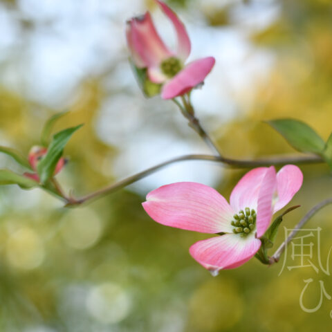 オオイシ ヤスト「朽ちぬ愛」