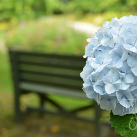 オオイシ ヤスト「愛される庭で」